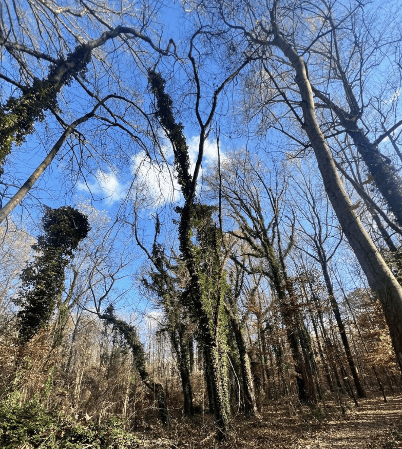 Your S.O.N.G in the Trees – A Walden Walk with Jen McGivney 